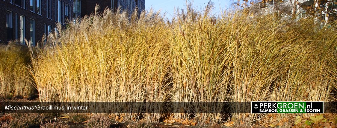 Miscanthus Gracillimus in winte